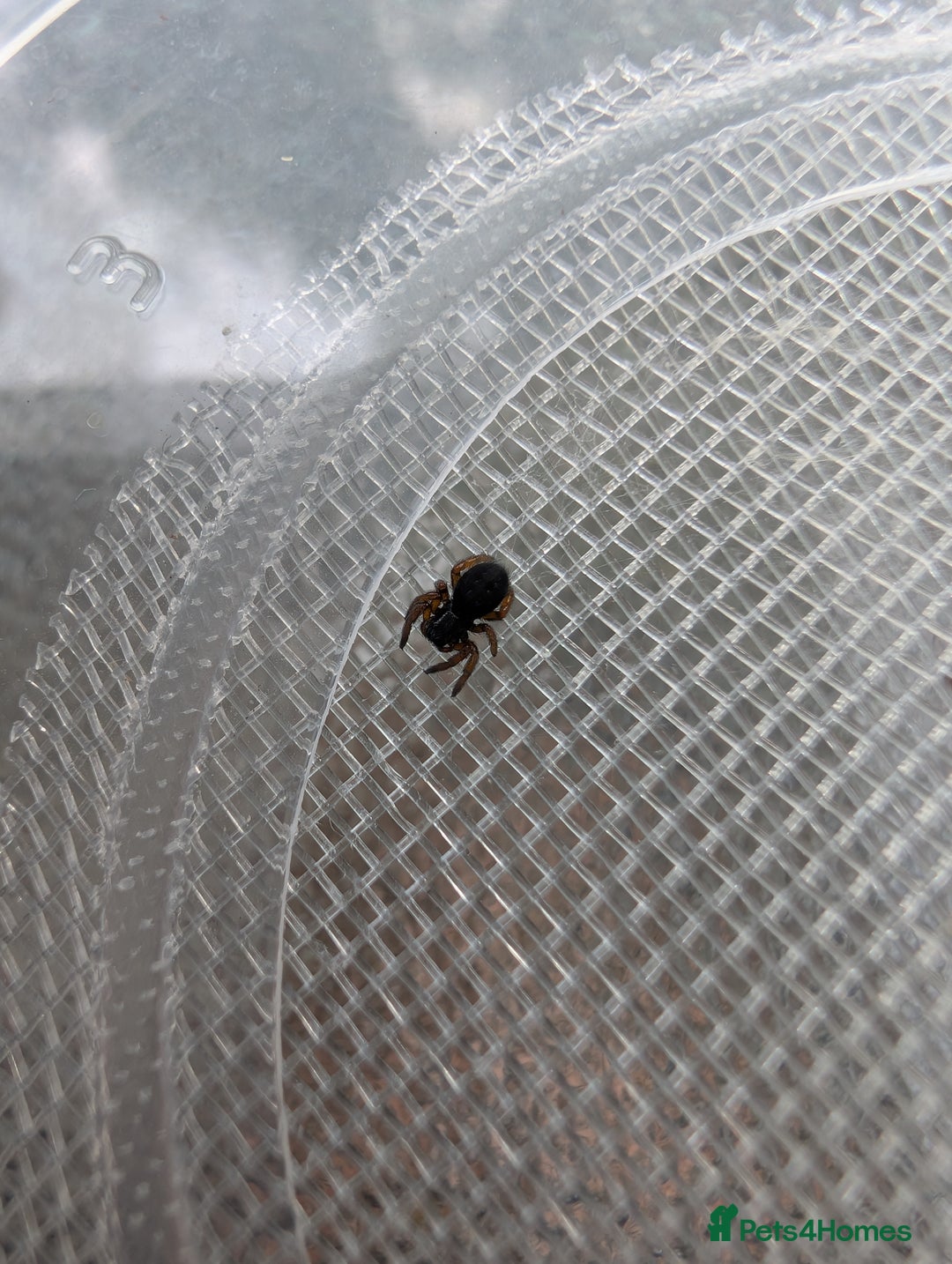 Spiders invertebrates for sale: Velvet spider slings gandanameno sp  - Image 6