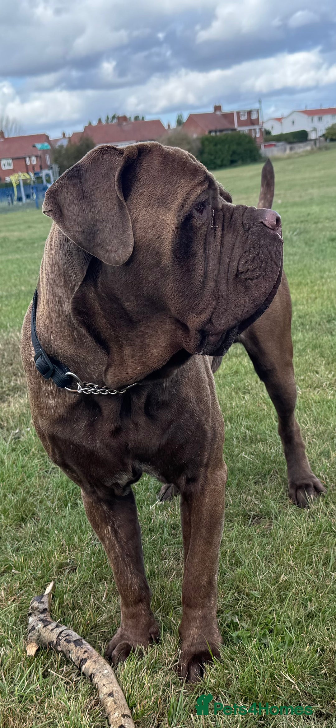 Neapolitan Mastiff dogs for sale: Neapolitan mastiff puppies due 27th September - Image 8