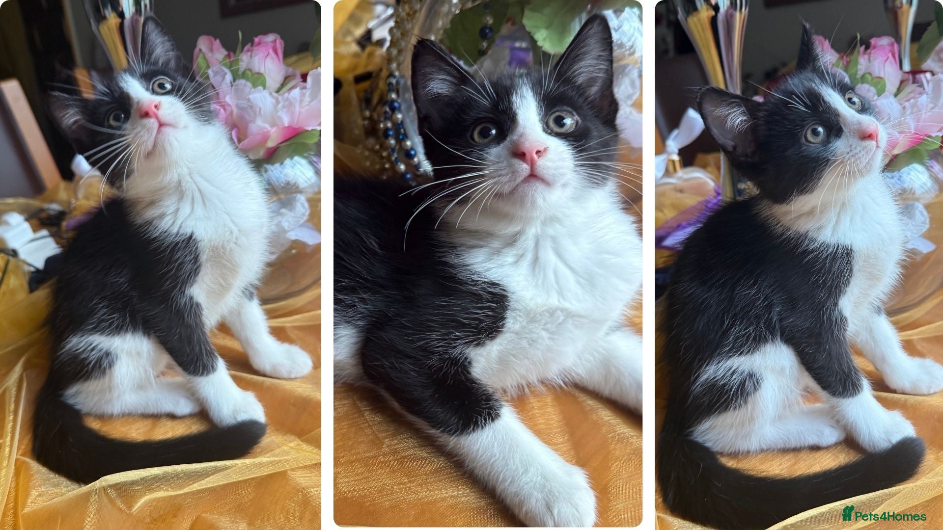 Mixed Breed cats Maine Coon Mixed Kittens Tabby & Tuxedo Richmond - Advert 5