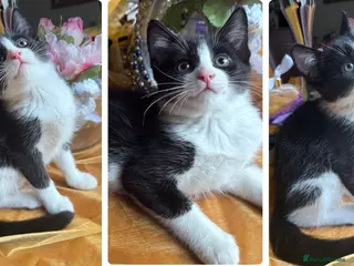 Mixed Breed cats Maine Coon Mixed Kittens Tabby & Tuxedo Richmond - Advert 5