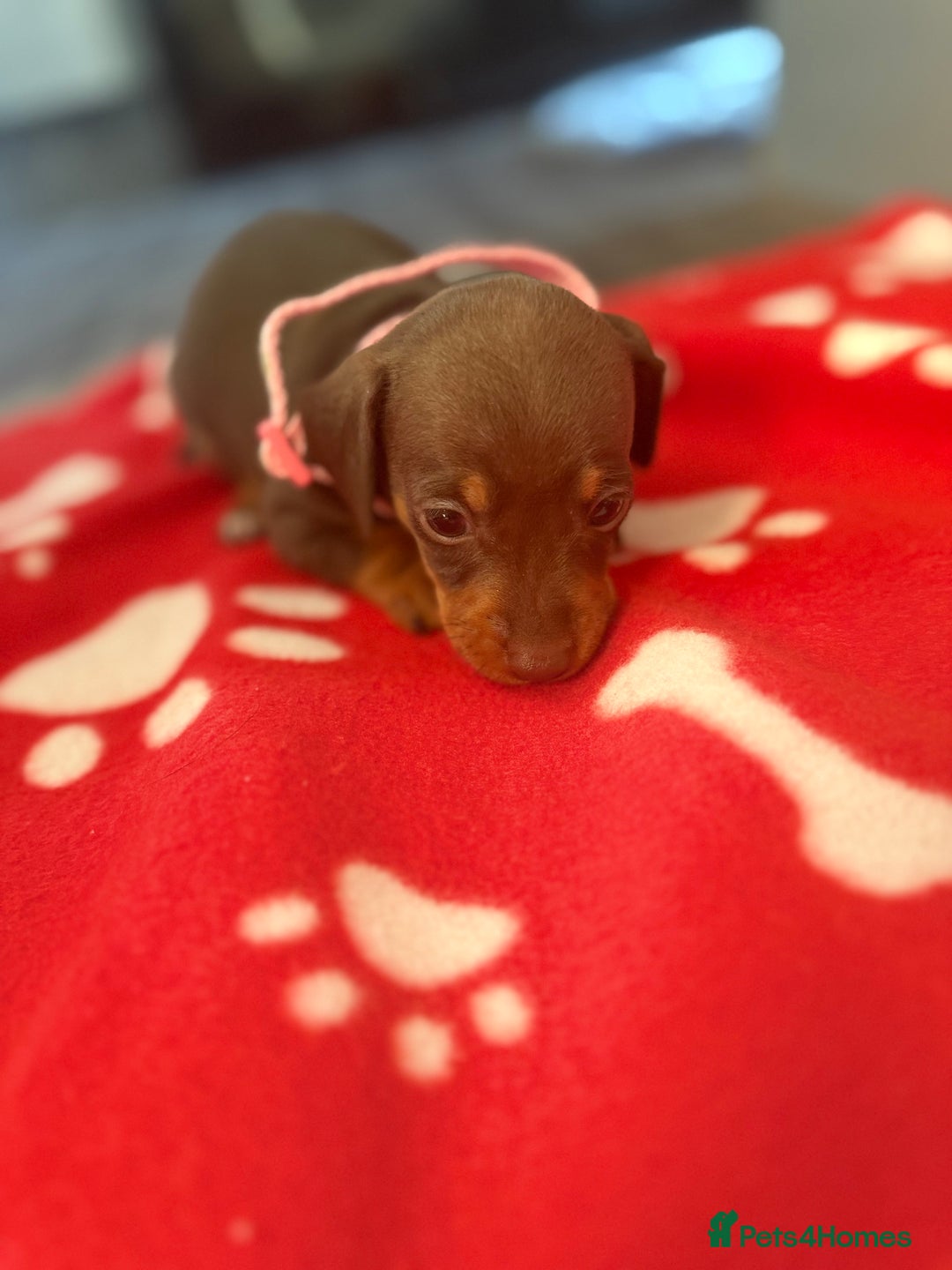 Miniature Dachshund dogs for sale: 5 playful miniature dachshund - Image 5