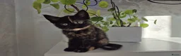 Mixed Breed cats for sale: Kittens Ready for New Homes - Advert 7