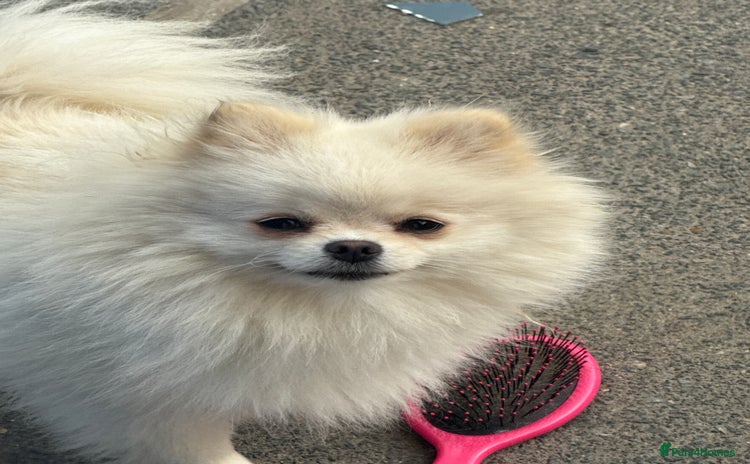 Pomeranian dogs - Advert 2