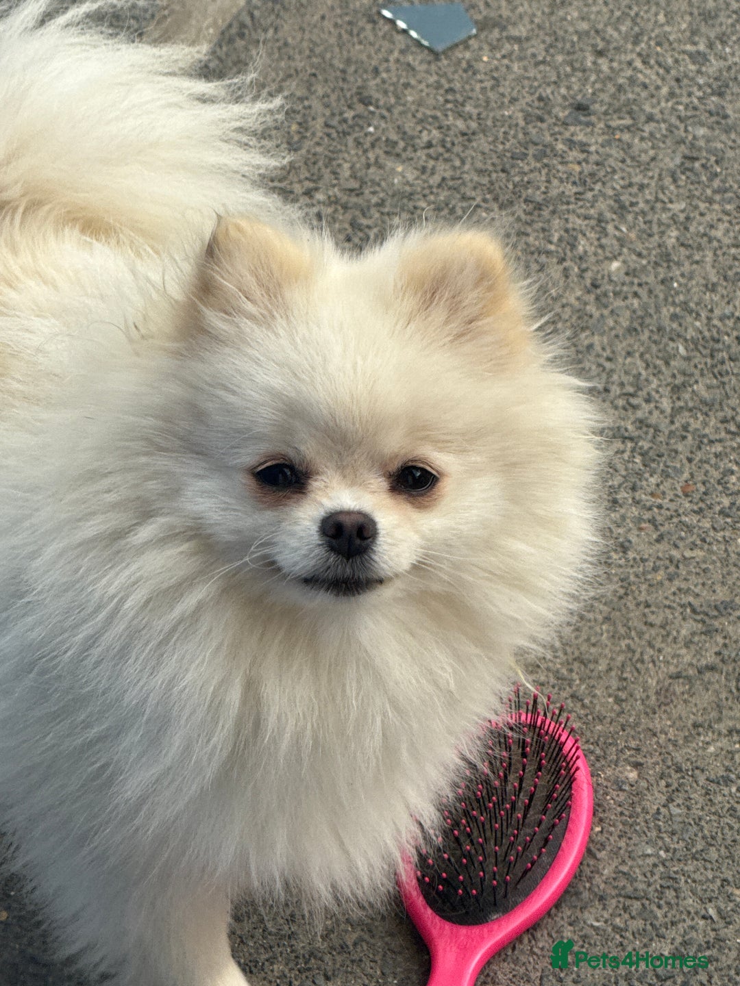 Pomeranian dogs for sale: Teddy Bear Pomeranian  - Image 1