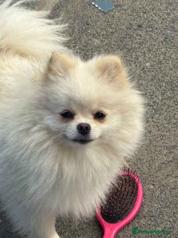 Pomeranian dogs - Advert 5