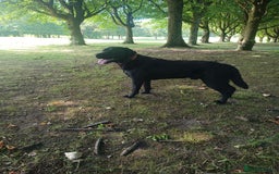 Labrador Retriever dogs for stud: Labrador Retriever available for stud - Image 3