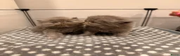 Persian cats for sale: GCCF Registered Blue Persian Kittens  - Advert 12