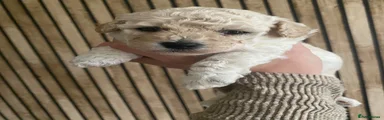 Poochon 1