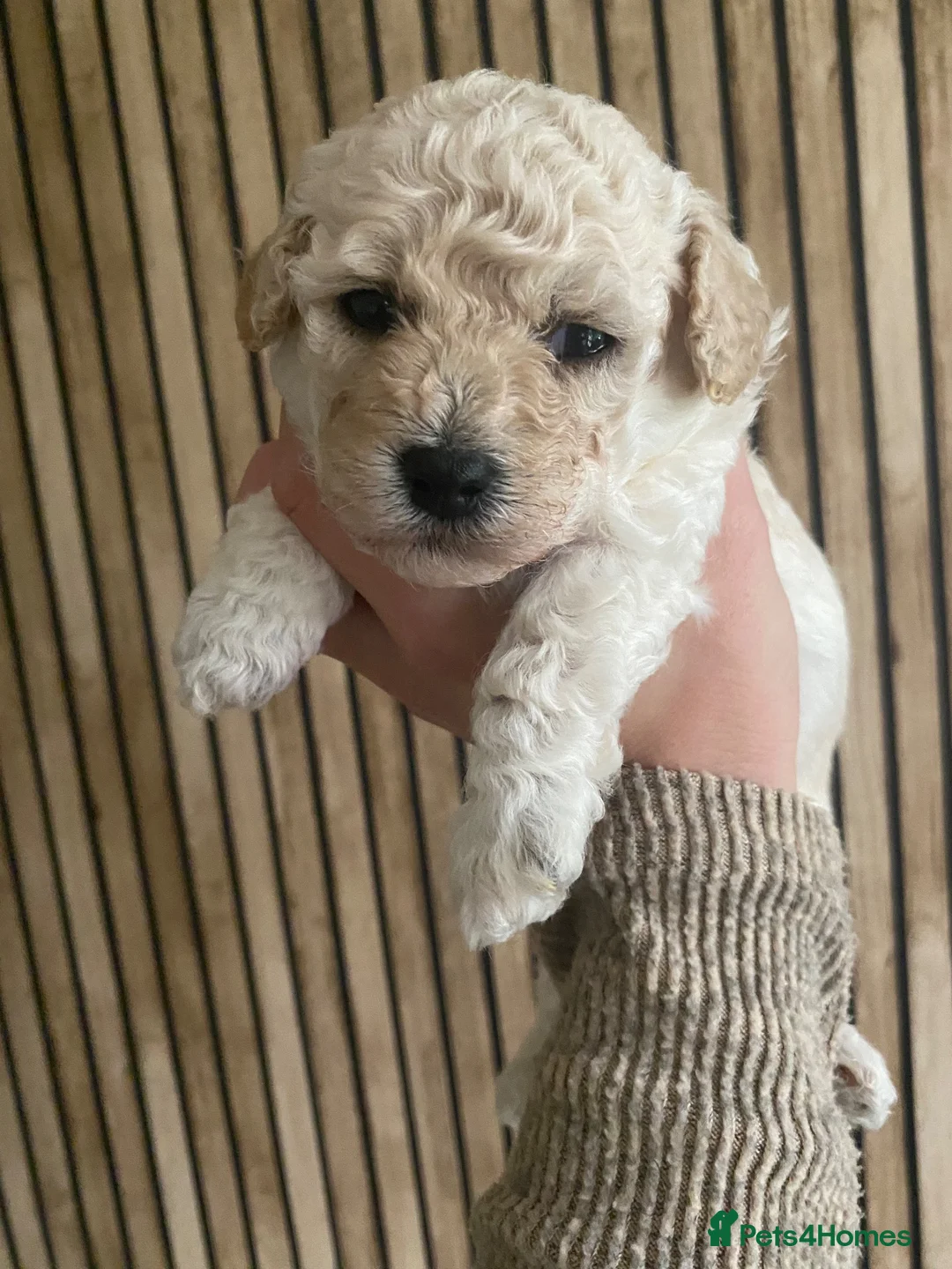 Poochon dogs for sale: F2 poochon puppies  - Advert 2