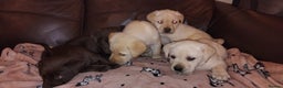 Labrador Retriever dogs for sale: Lovely Labrador puppies  - Advert 5