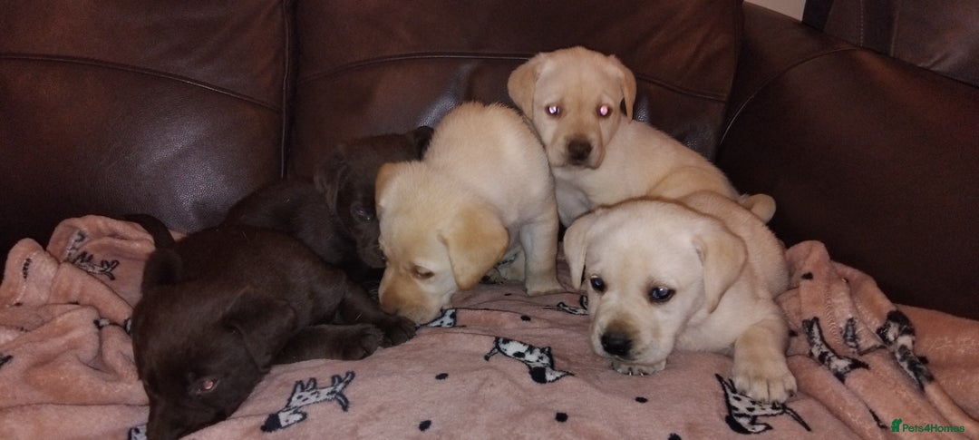Labrador Retriever dogs for sale: Lovely Labrador puppies  - Advert 5