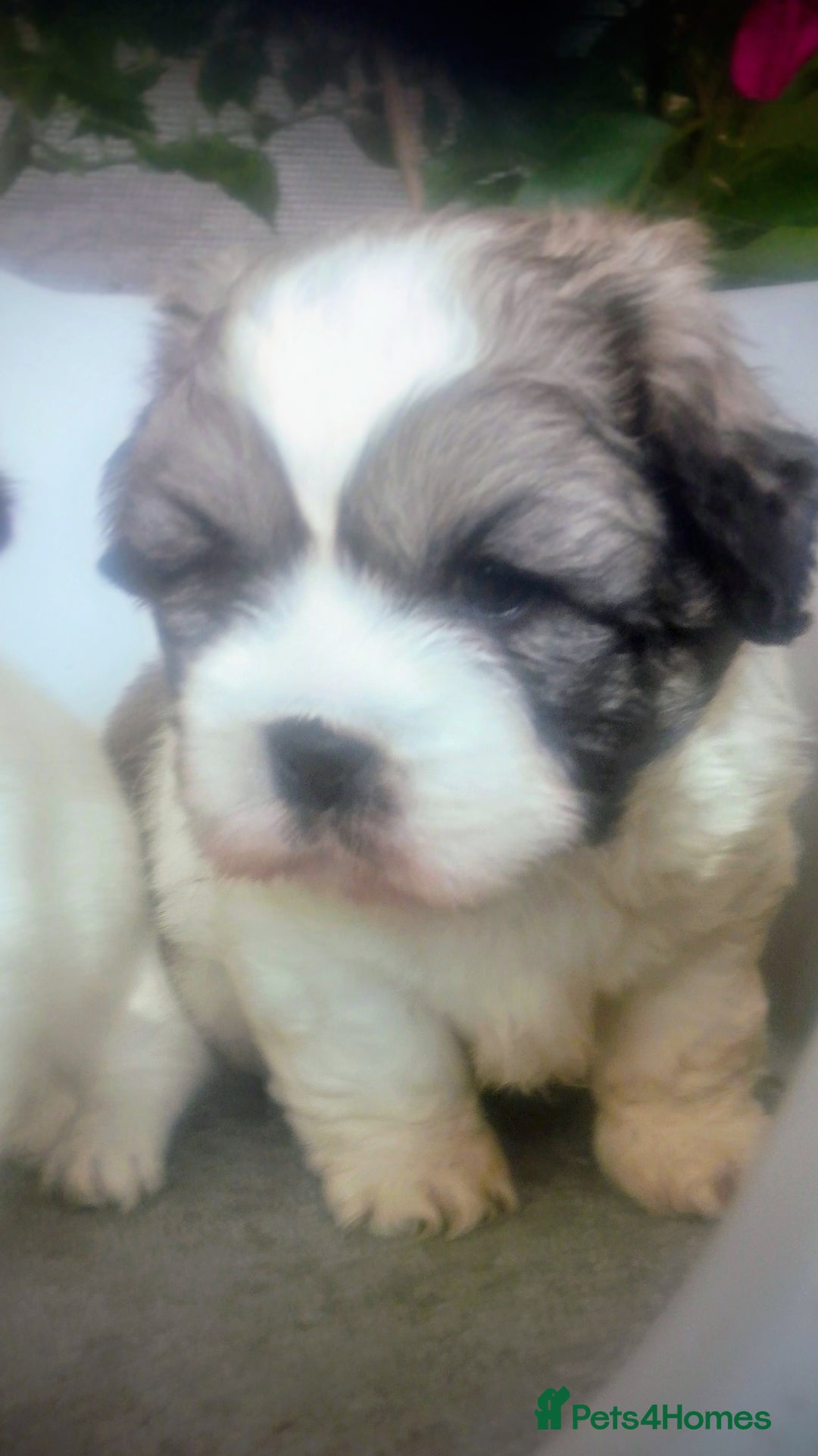 Mixed Breed dogs for sale: Lovely little shitzu cross puppies  - Image 3