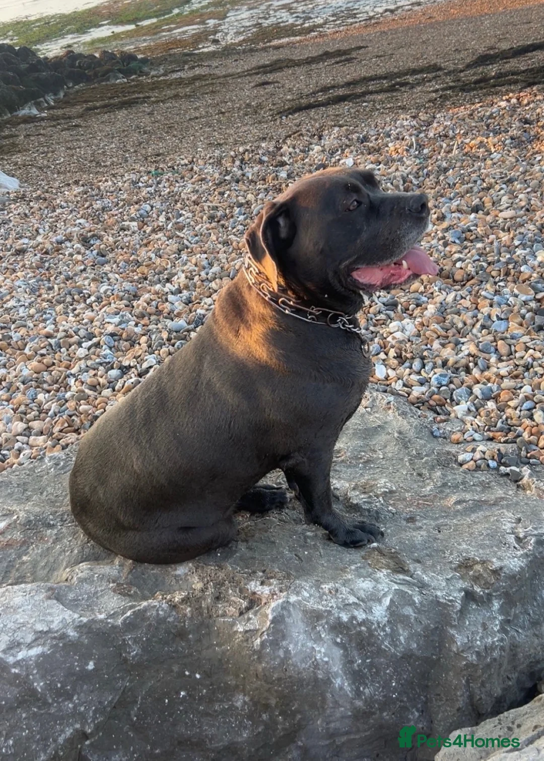 Cane Corso dogs for sale: 5 cane corso puppies ready to go  - Advert 1