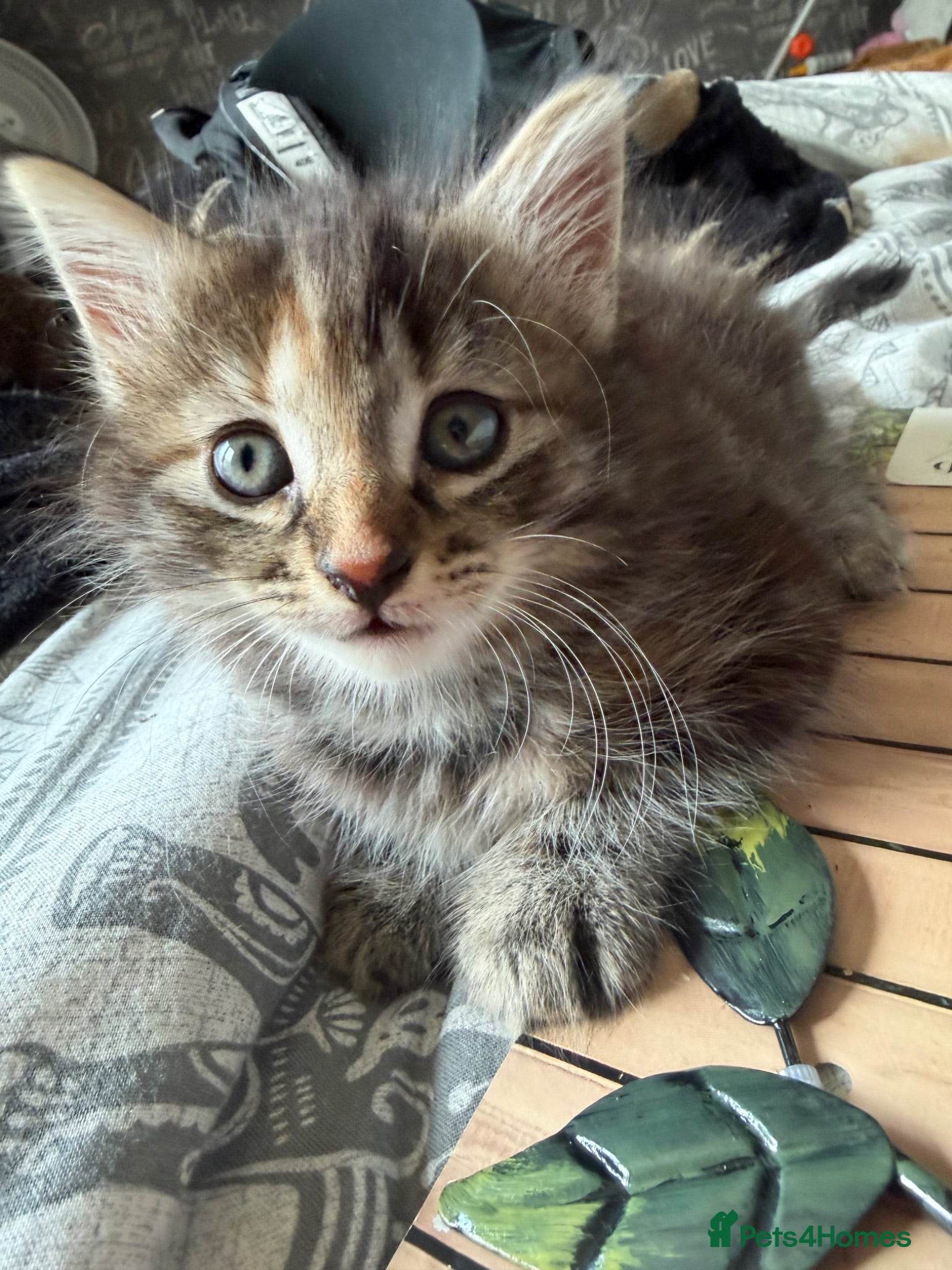 Norwegian Forest Cat cats Norwegian forest cross last girl remaining  - Advert 13