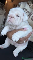 English Bulldog dogs Last English bulldog puppy ***10/10DNA - Advert 6