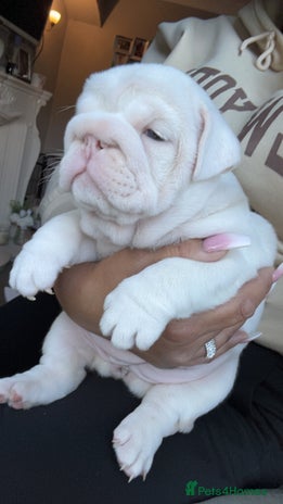 English Bulldog dogs Beautiful English bulldog puppies ***10/10DNA - Advert 4