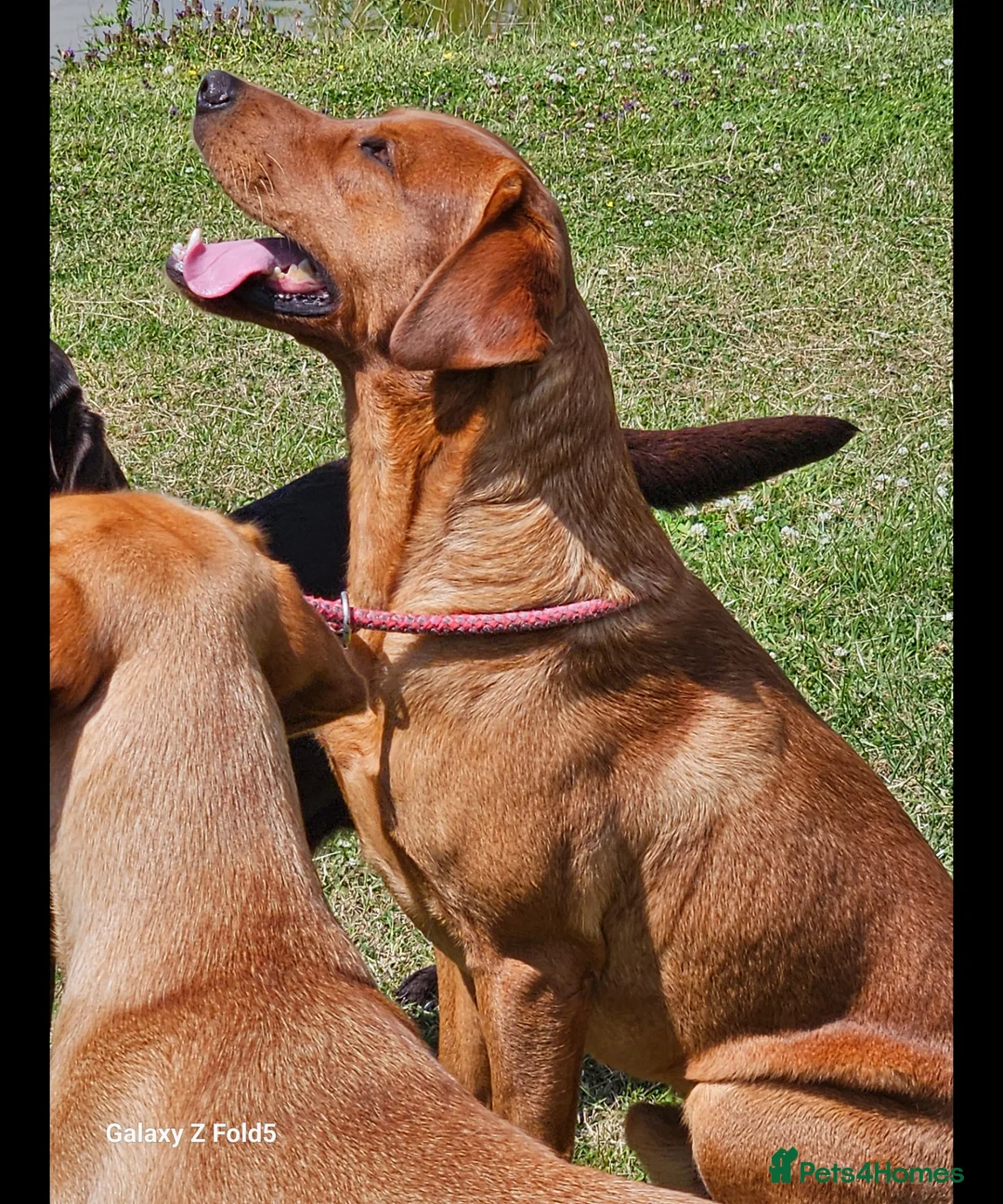 Labrador Retriever dogs for sale: Stunning RKC Litter - Advert 6