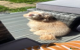 Cavapoo dogs for sale: Adult Male Dog For Sale - Image 3