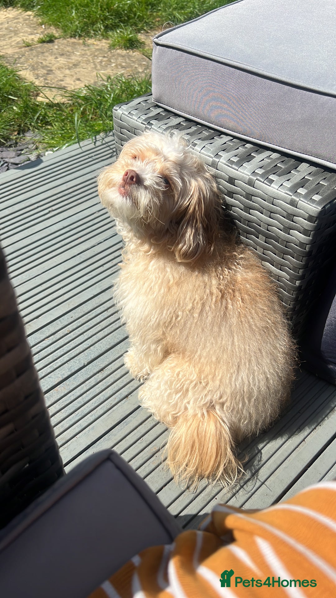 Cavapoo dogs for sale: Adult Male Dog For Sale - Image 3