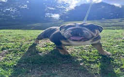 English Bulldog dogs for sale: Female British Bulldog - Image 2
