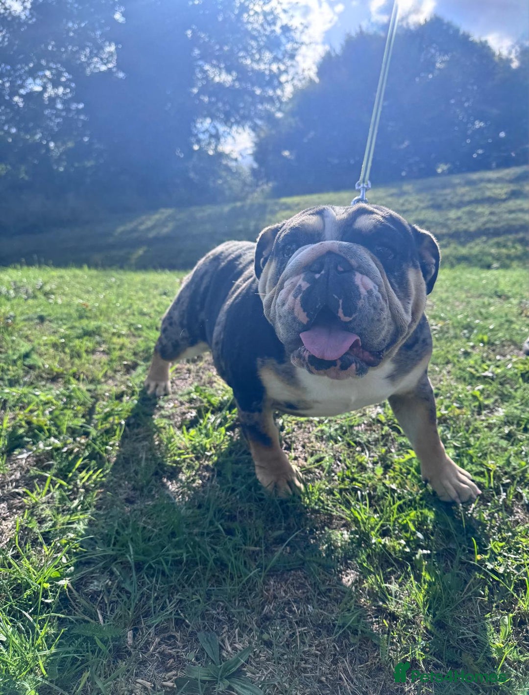 English Bulldog dogs for sale: Female British Bulldog - Image 2