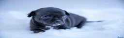 Chihuahua dogs for sale: 🌟 Exceptional Smooth-Coat Chihuahua Girls  - Advert 15