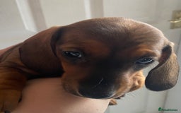Miniature Dachshund dogs for sale: Mini dachshund  - Advert 5