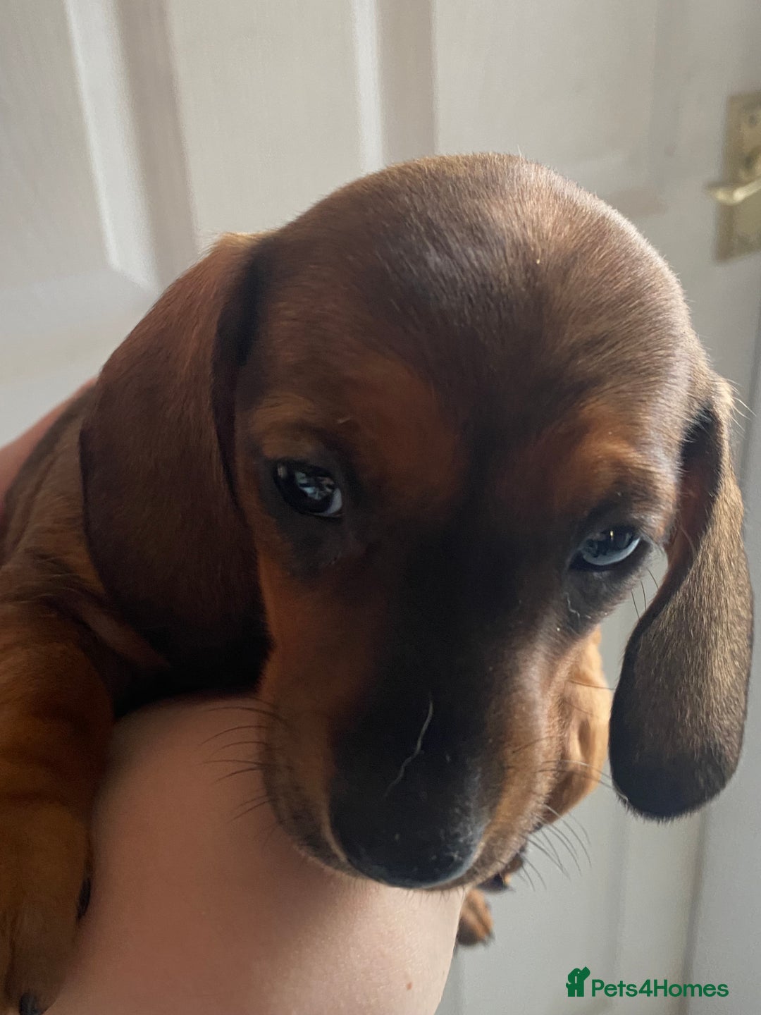 Miniature Dachshund dogs for sale: Mini dachshund  - Advert 5