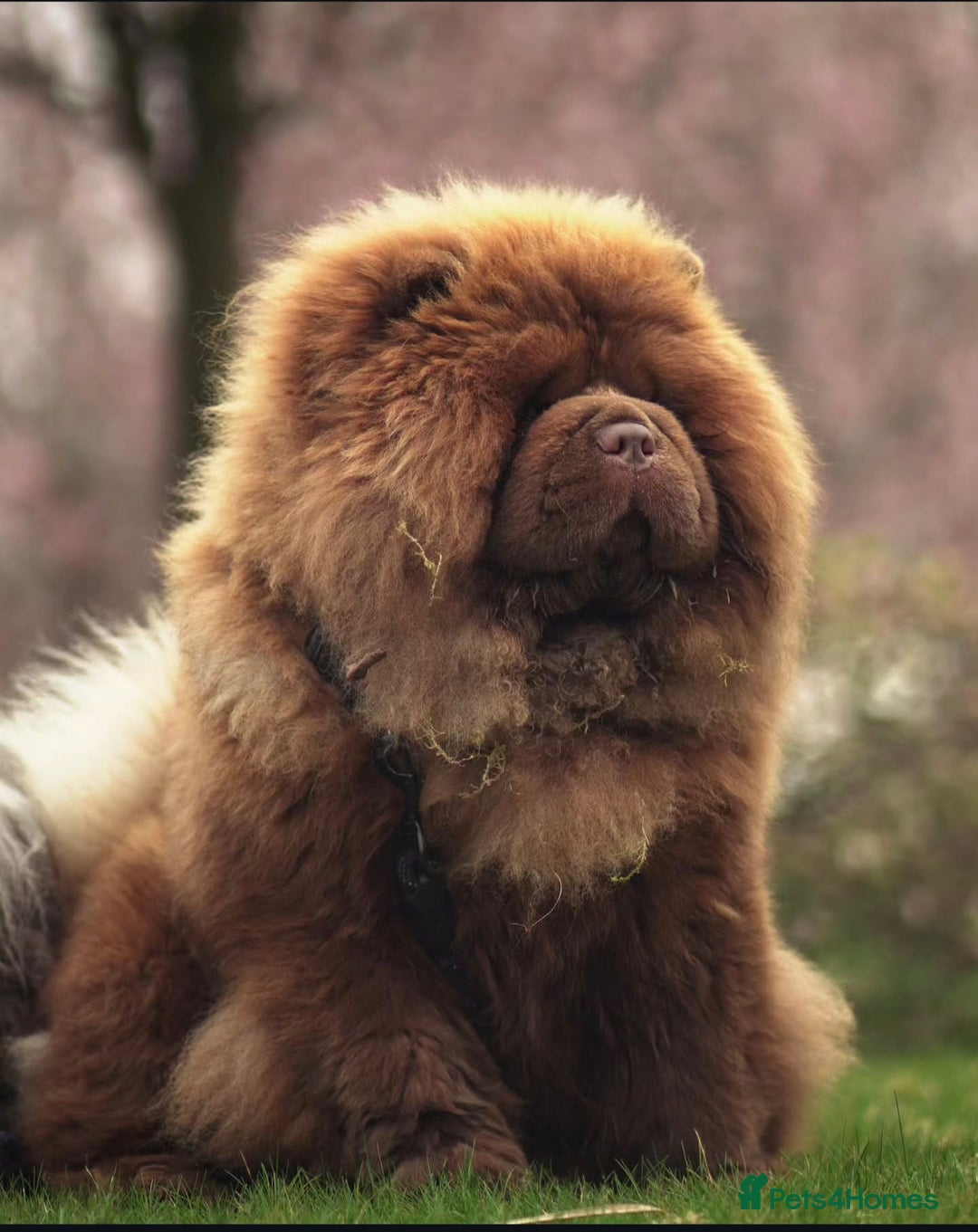 Chow Chow dogs for stud: A truly One of kind KC Chocolate Chow for stud - Image 2