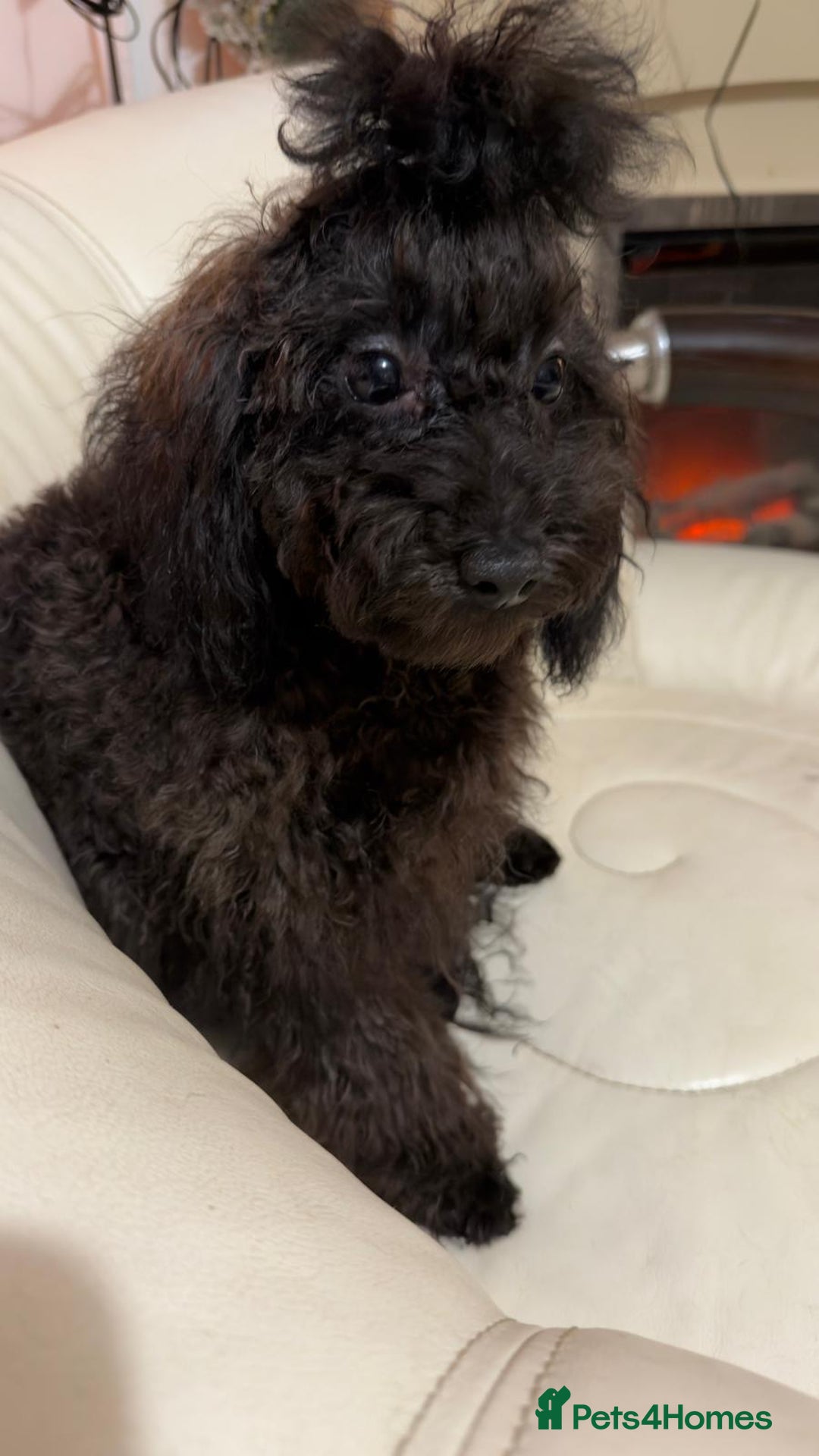Mixed Breed dogs for sale: Asian toy poodle boy  - Advert 4