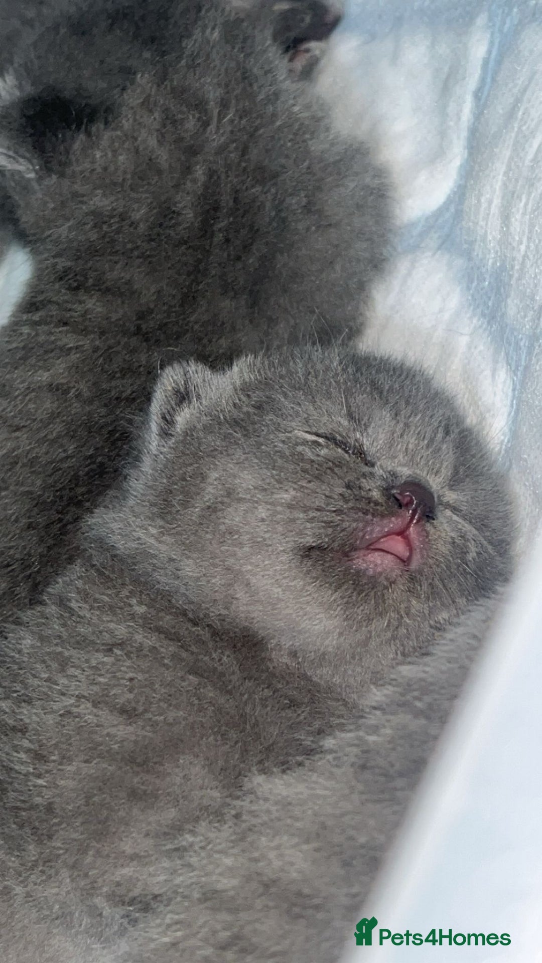 British Shorthair cats for sale: Beautiful Grey British Shorthair Kittens - Image 14