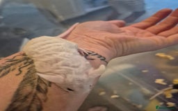 Mouse rodents for sale: Fancy mice for sale - Image 2