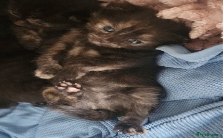 Mixed Breed cats - Advert 15