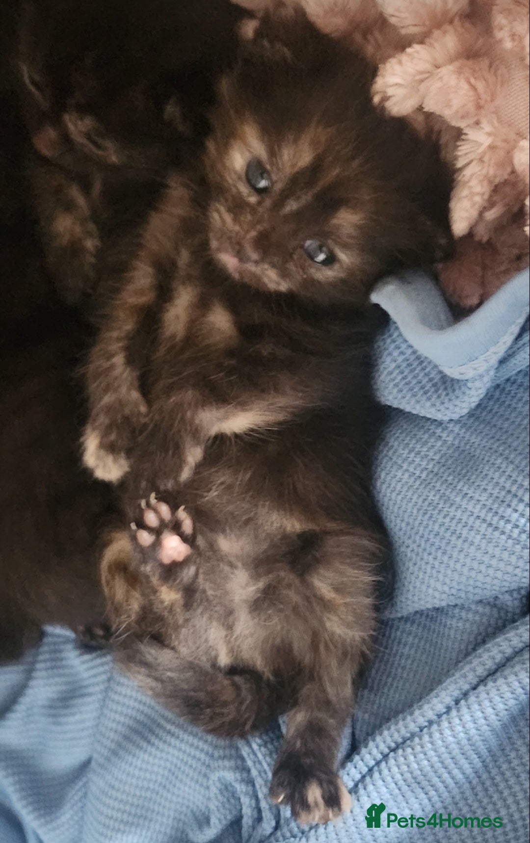 Mixed Breed cats for sale: Beautiful mixed kittens - Image 1