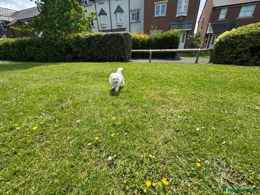 Bichon Frise dogs for sale: 🐾💕🩵Puppies looking for their forever homes!🏡🤍 in Shrewsbury - Advert 19