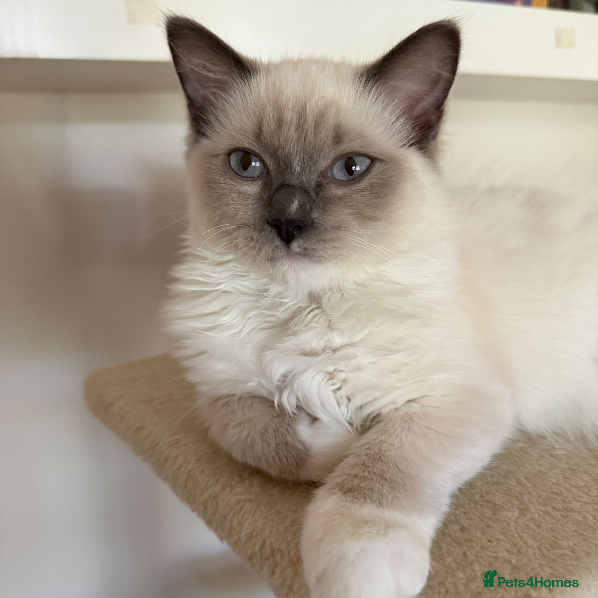 Ragdoll cats Beautiful Ragdoll Kittens- Both Parents Ragdoll - Advert 3