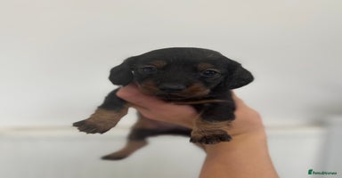 Miniature Dachshund dogs - Advert 3
