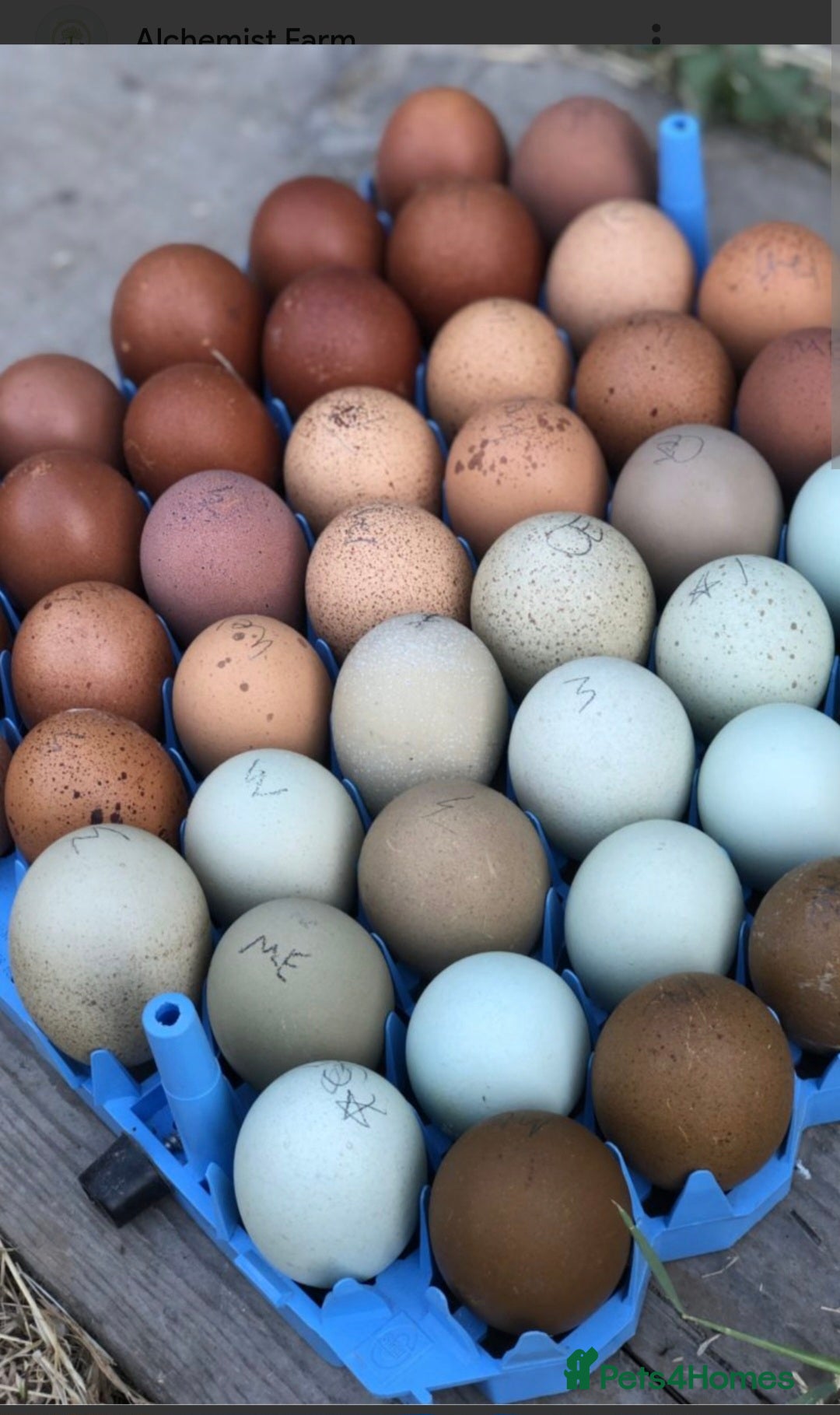 Chickens poultry for sale: Hens for sale point of lay, multiple breeds - Image 7