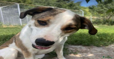Mixed Breed dogs - Advert 2