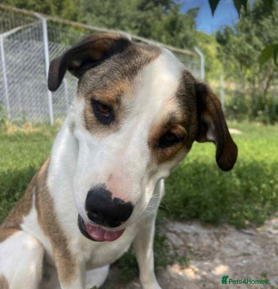 Mixed Breed dogs for adoption: MAYA – TWO YEARS WAITING FOR SOMEONE TO CARE - Image 3