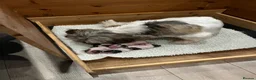 Malshi dogs for sale: Beautiful Malshi pups for sale - Advert 10
