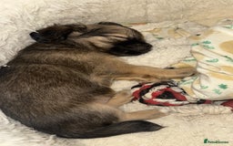 Chihuahua dogs for sale: Long haired chihuahua  - Image 2