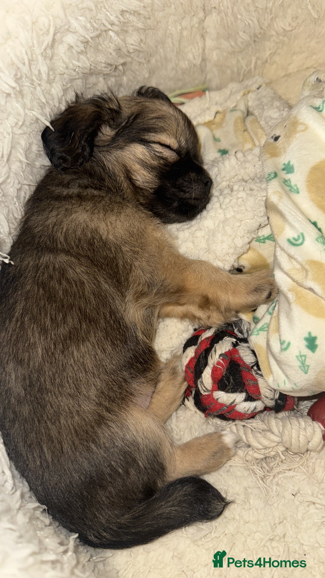 Chihuahua dogs for sale: Long haired chihuahua  - Image 2
