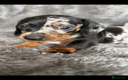 Miniature Dachshund dogs for sale: Stunning mini smooth dachshund pups  - Image 3