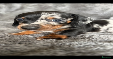 Miniature Dachshund dogs - Advert 3