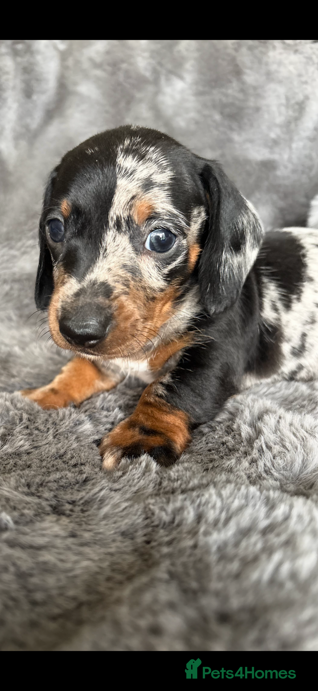 Miniature Dachshund dogs for sale: Stunning mini smooth dachshund pups  - Image 3
