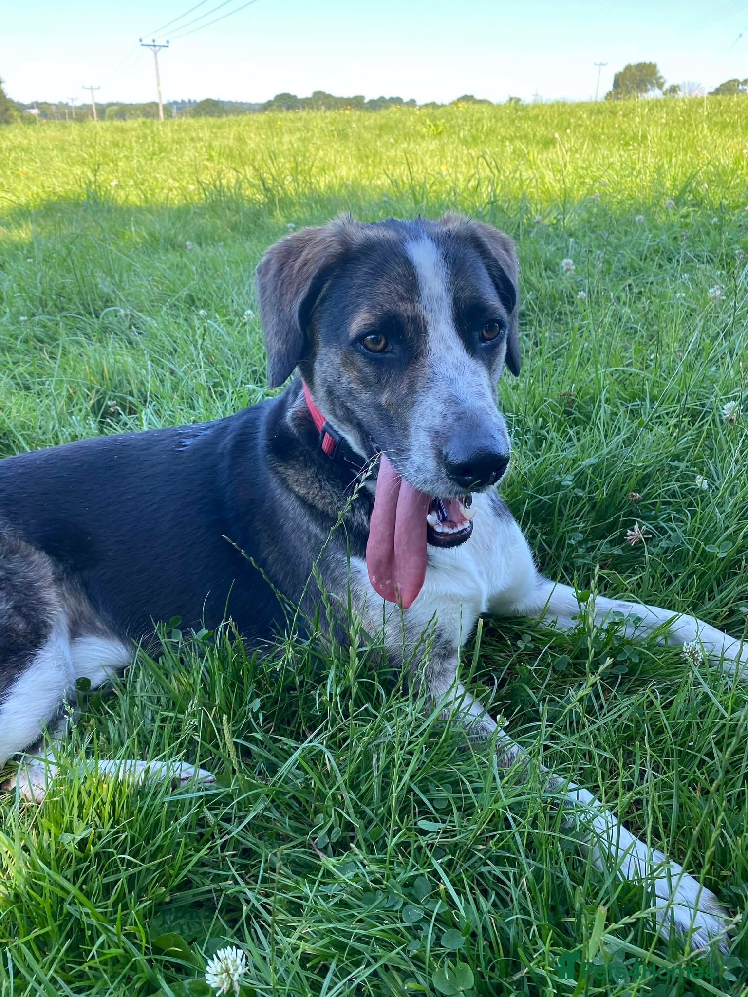 Mixed Breed dogs WILSON - 2 Years old, Male, Hound Mix - Advert 1