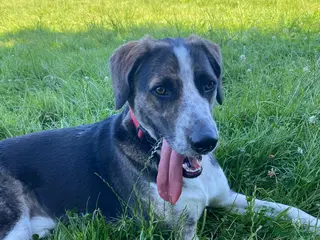 Mixed Breed dogs WILSON - 2 Years old, Male, Hound Mix - Advert 1