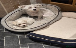 Bichon Frise dogs for sale: Bichon  - Image 11