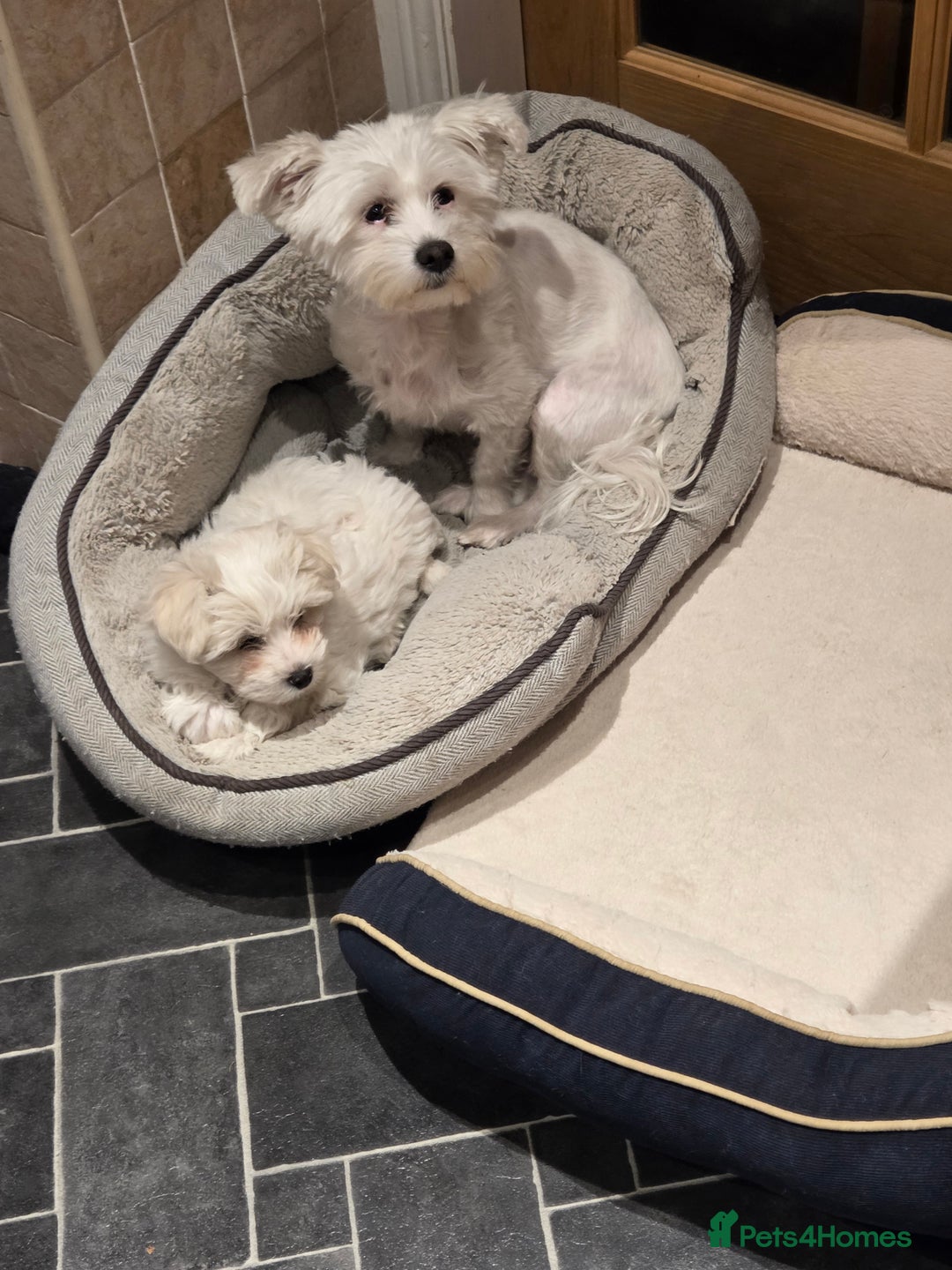 Bichon Frise dogs for sale: Bichon  - Image 11